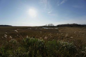 Barn Island Marsh View