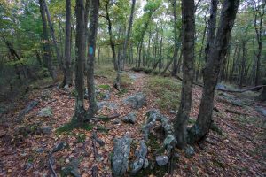 Blue Trail Risley Pond