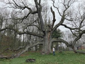 Dewey-Granby Oak