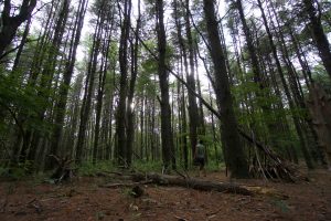 Hoffman Preserve Pine Circle
