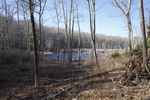 Kinne Preserve View