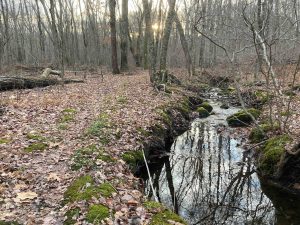 Lombardi Ridge Brook