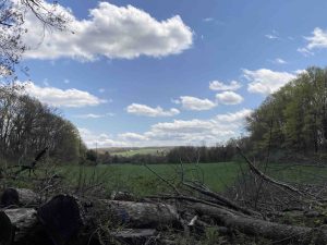 Mahoney Pond Field View