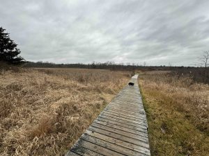 Major Michael Donnelly Land Preserve Boardwalk
