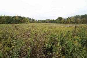 Meadow Brook Field