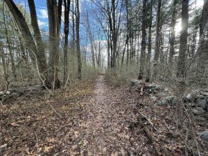 Mitchell and Reed Preserve Woodland Trail