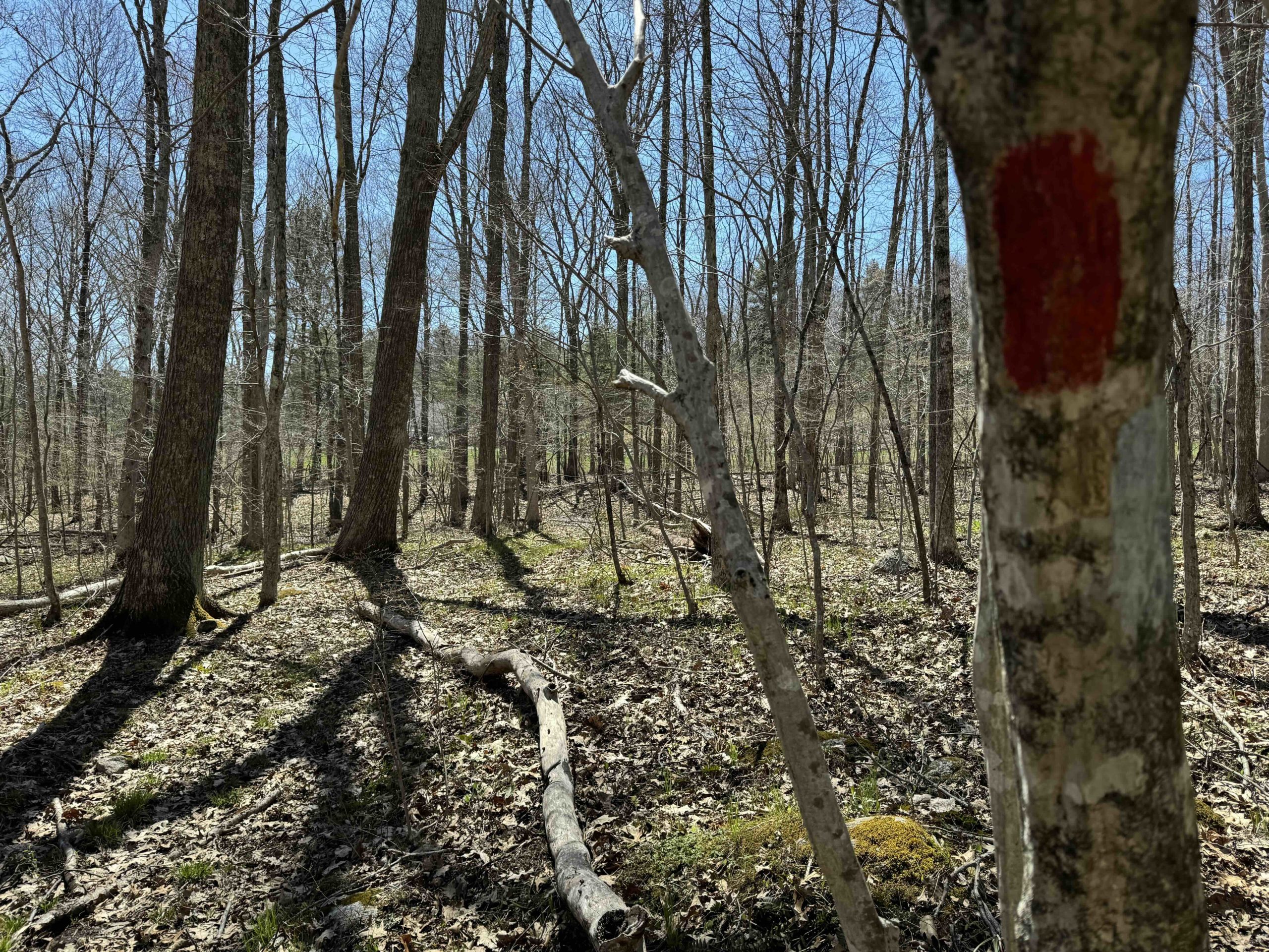 Old Hibbert Property Red Trail