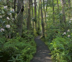 Pachaug Rhododendron Sanctuary