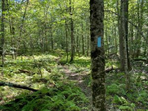 Quinebaug Trail North Terminus