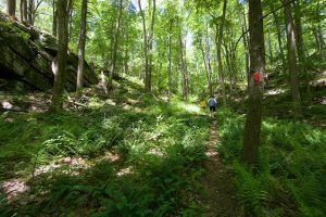Selden Creek Ravine