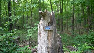 Shenipsit Whistling Tree