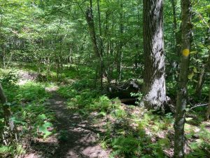 Strong Preserve Yellow Loop