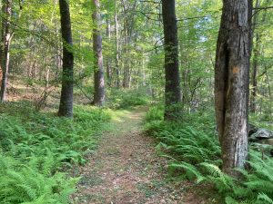 Tamler Preserve Trail