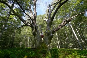 Tatson's Woods Old Oak