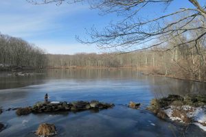 Teale Beaver Pond