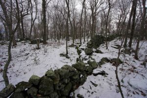 Tritown Forest Trail