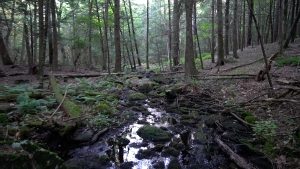 Wabbaquassett Hibbard Forest Brook