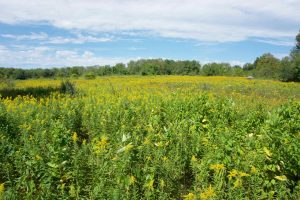Walden Preserve Meadow