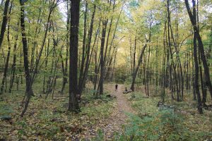 Whitaker Woods White Trail