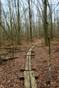 Whitney Forest Boardwalk