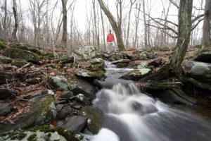 Whitney Forest Cascade