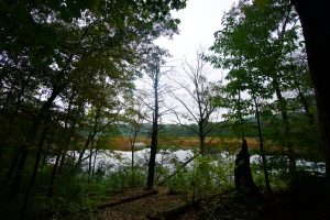 Williams Preserve Willimantic River